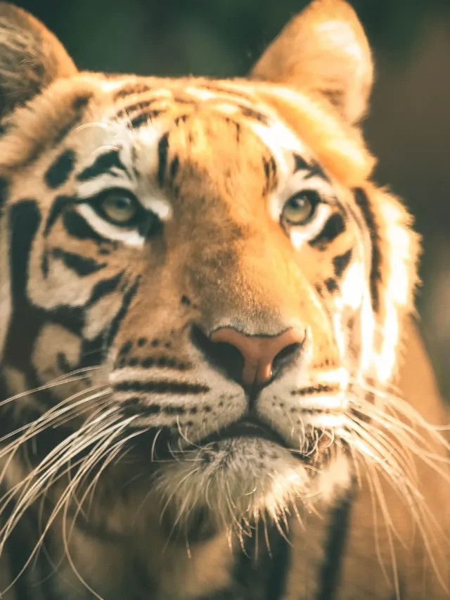 The Mysteries of Tigers on "International Tiger Day" 29 July